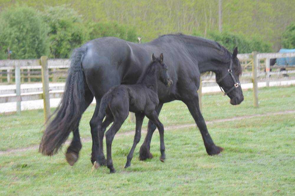 HARAS DU GRAFFARD | Horse breeders > Breeders, Other pony breeds