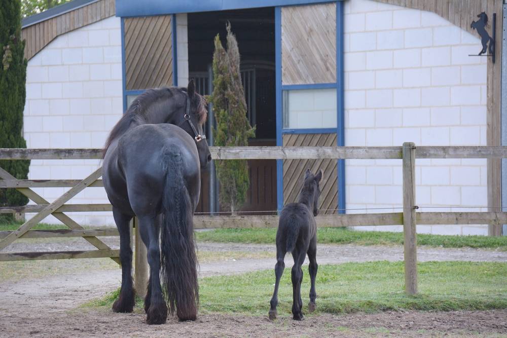 HARAS DU GRAFFARD | Horse breeders > Breeders, Other pony breeds