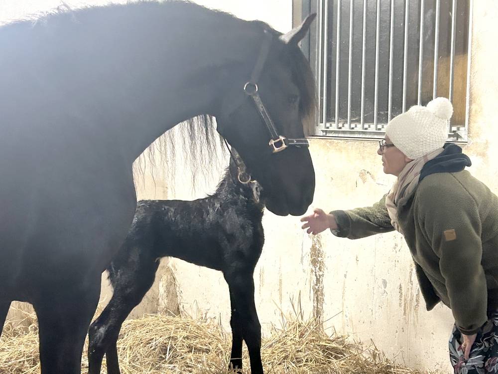 HARAS DU GRAFFARD | Horse breeders > Breeders, Other pony breeds