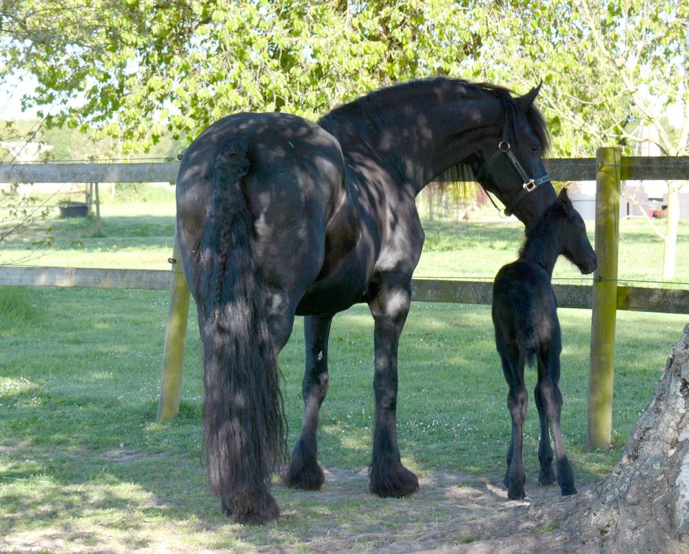 HARAS DU GRAFFARD | Horse breeders > Breeders, Other pony breeds