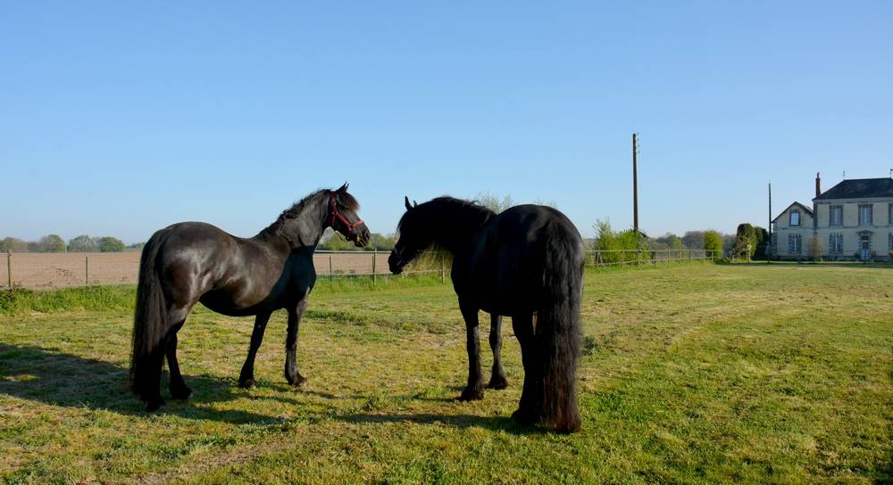 HARAS DU GRAFFARD | Horse breeders > Breeders, Other pony breeds