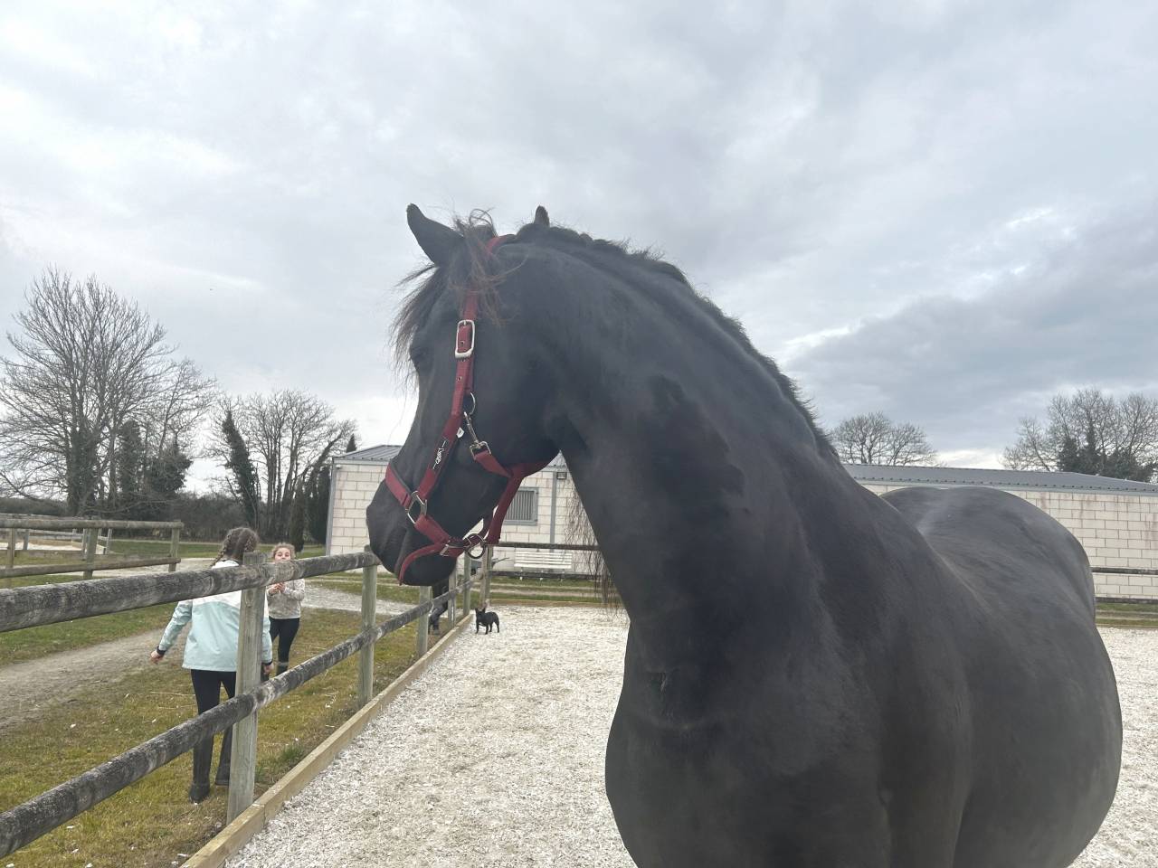 HARAS DU GRAFFARD | Horse breeders > Breeders, Other pony breeds