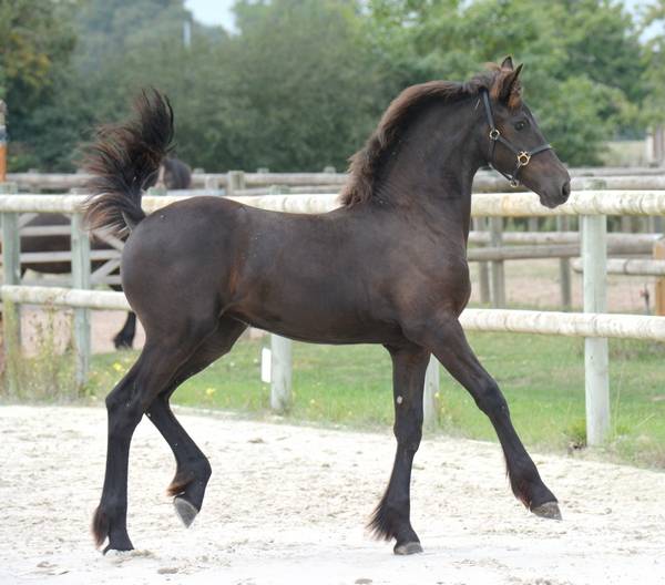HARAS DU GRAFFARD | Horse breeders > Breeders, Other pony breeds