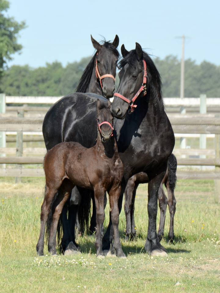 HARAS DU GRAFFARD | Horse breeders > Breeders, Other pony breeds