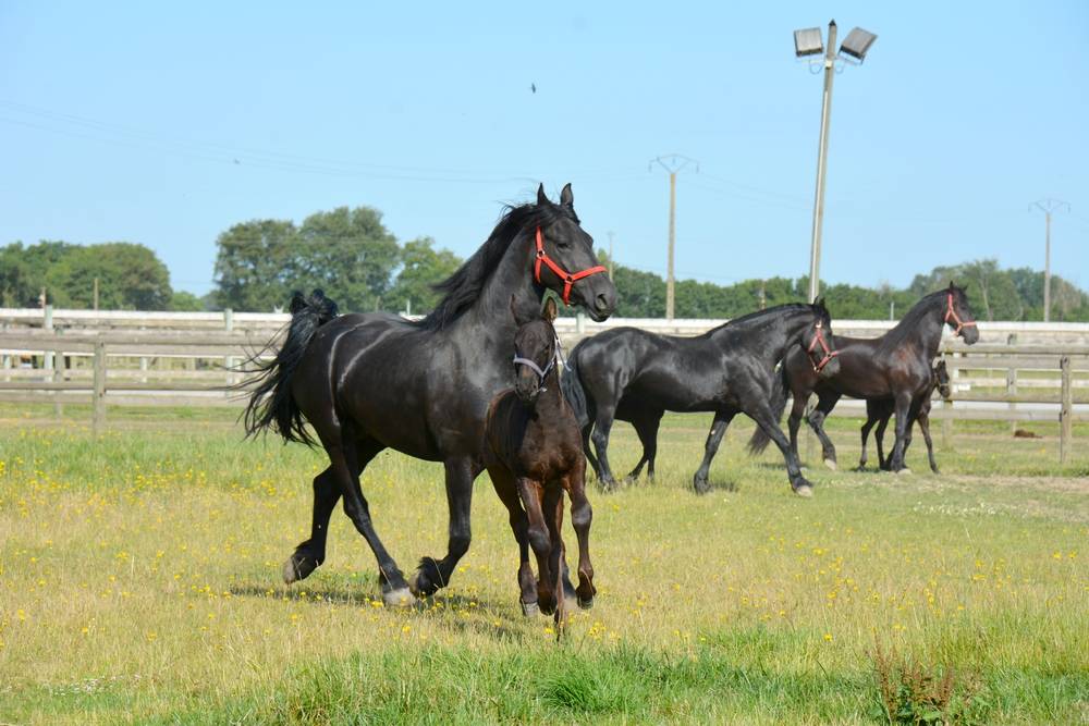 HARAS DU GRAFFARD | Horse breeders > Breeders, Other pony breeds