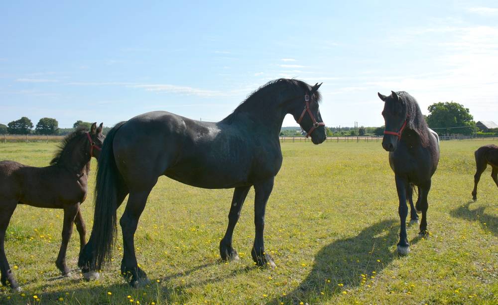 HARAS DU GRAFFARD | Horse breeders > Breeders, Other pony breeds