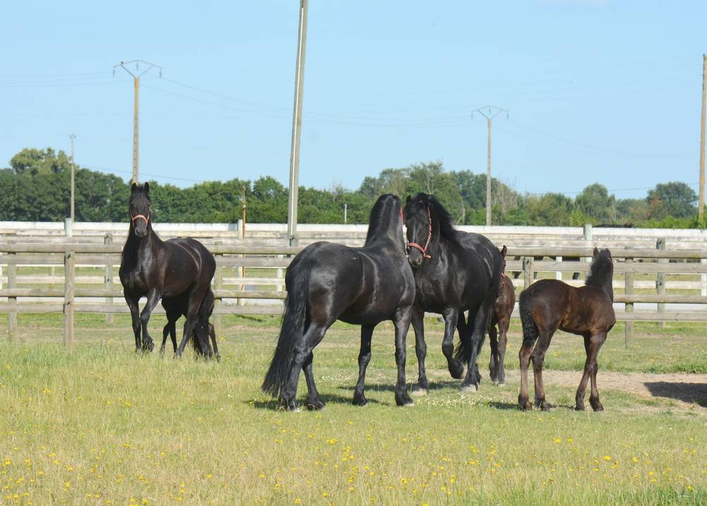 HARAS DU GRAFFARD | Horse breeders > Breeders, Other pony breeds