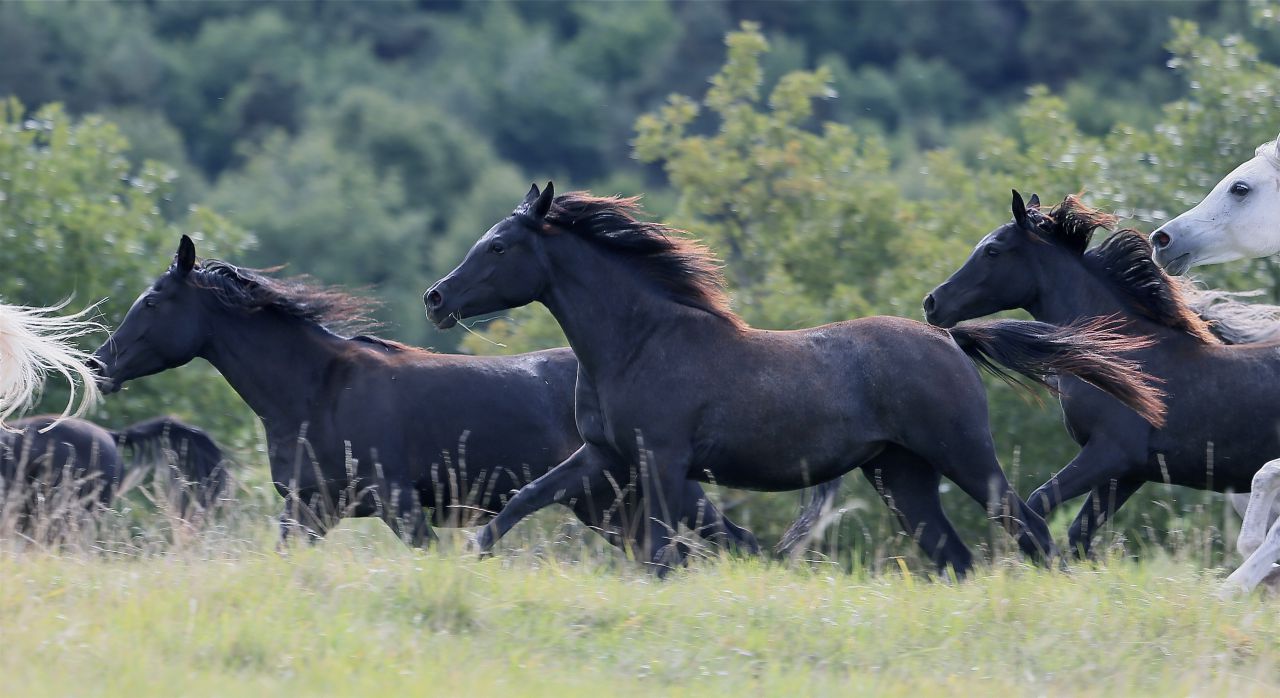 Laurence Of Arabians | Breeding, Horse breeding > Stud farms