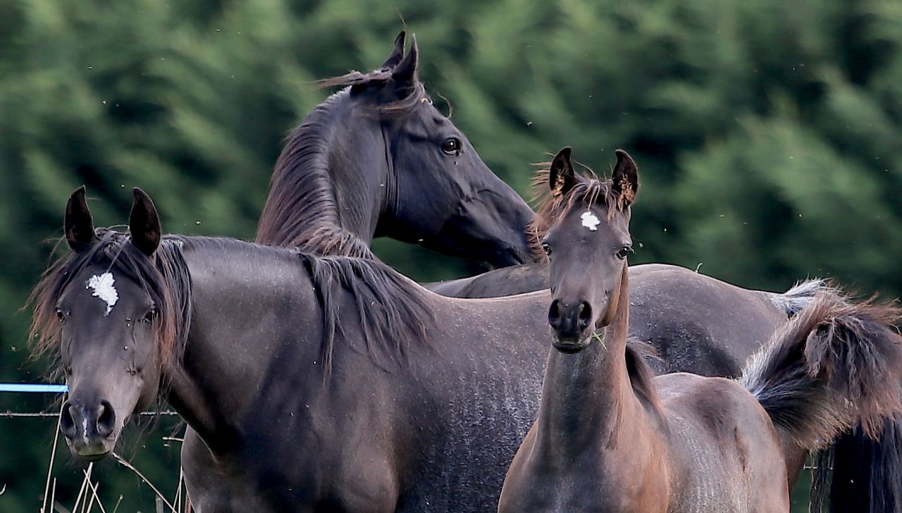 Laurence Of Arabians | Breeding, Horse breeding > Stud farms