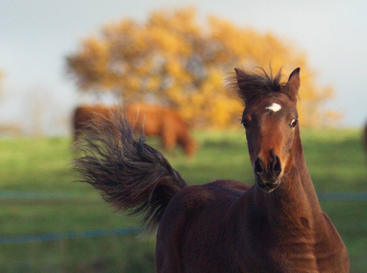Laurence Of Arabians | Breeding, Horse breeding > Stud farms
