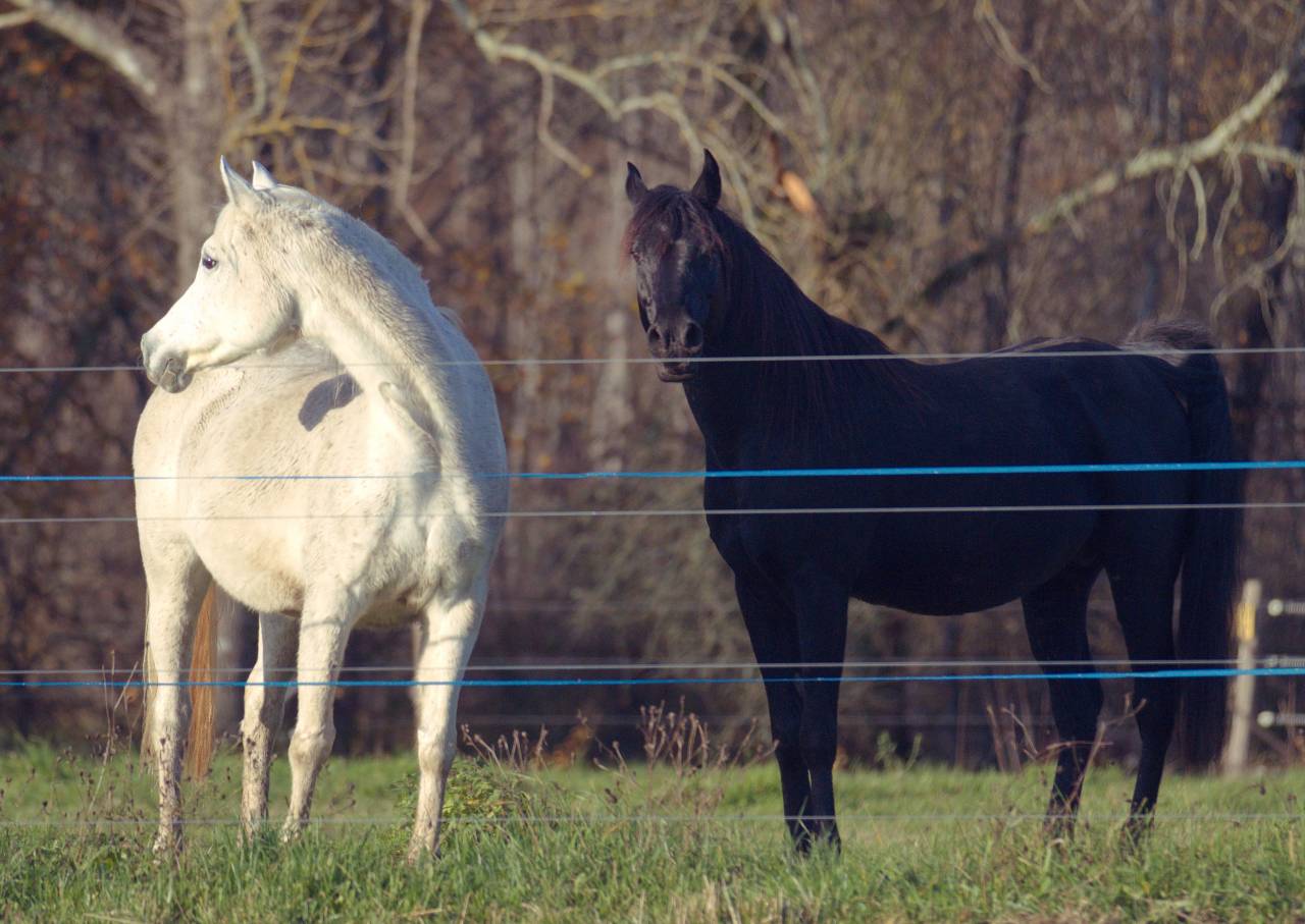 Laurence Of Arabians | Breeding, Horse breeding > Stud farms