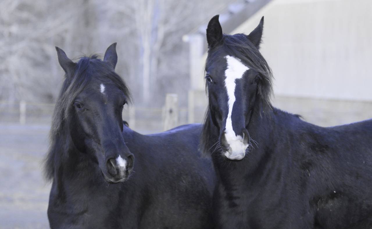 Laurence Of Arabians | Breeding, Horse breeding > Stud farms