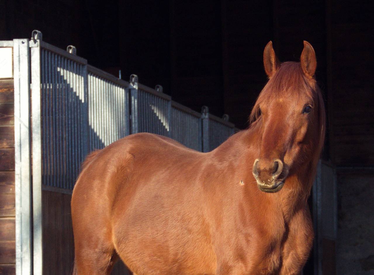 Laurence Of Arabians | Breeding, Horse breeding > Stud farms
