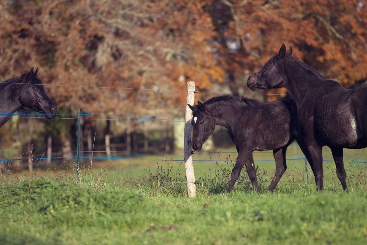Laurence Of Arabians | Breeding, Horse breeding > Stud farms