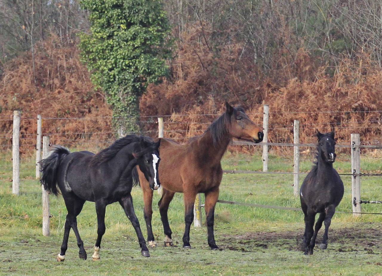 Laurence Of Arabians | Breeding, Horse breeding > Stud farms