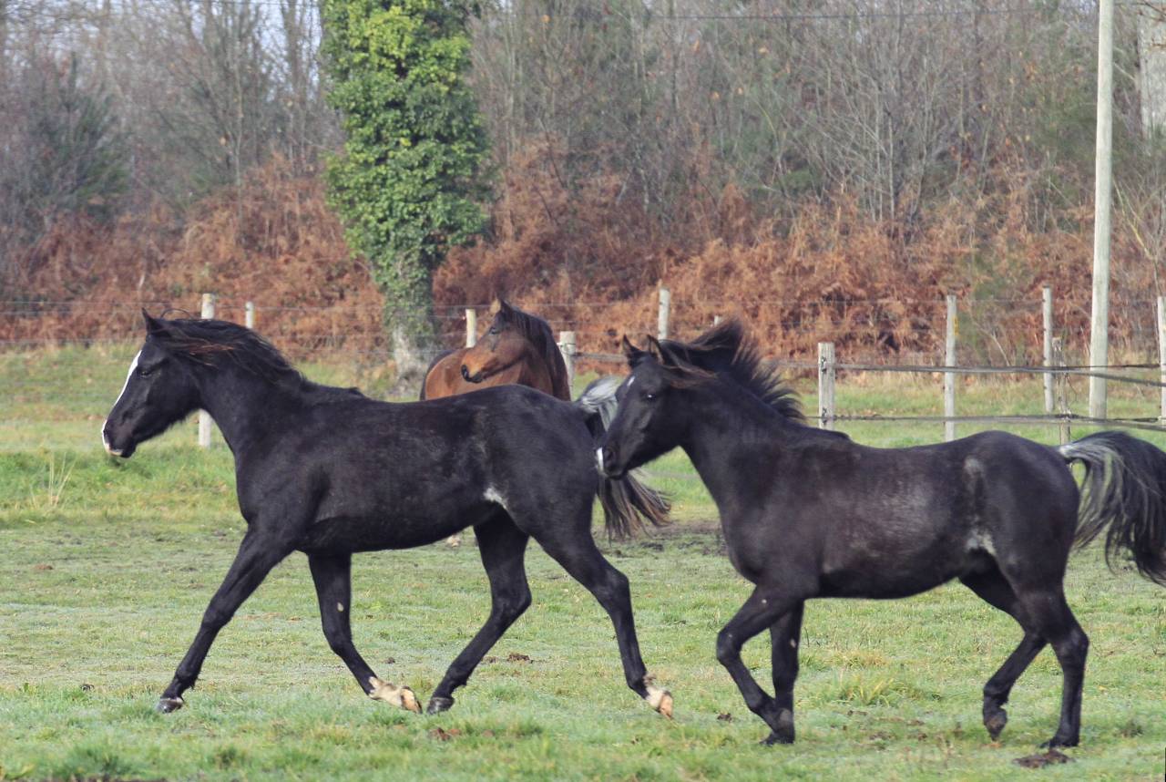 Laurence Of Arabians | Breeding, Horse breeding > Stud farms