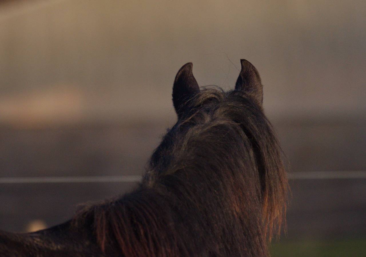 Laurence Of Arabians | Breeding, Horse breeding > Stud farms