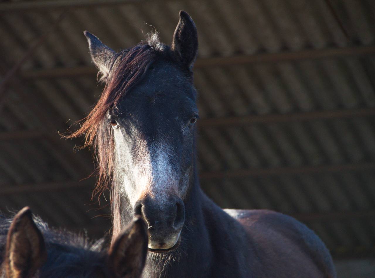 Laurence Of Arabians | Breeding, Horse breeding > Stud farms