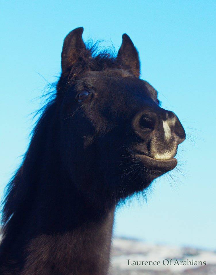 Laurence Of Arabians | Breeding, Horse breeding > Stud farms