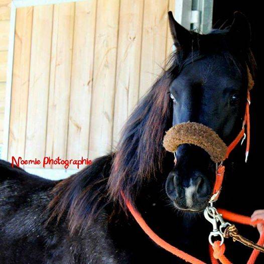 Laurence Of Arabians | Breeding, Horse breeding > Stud farms