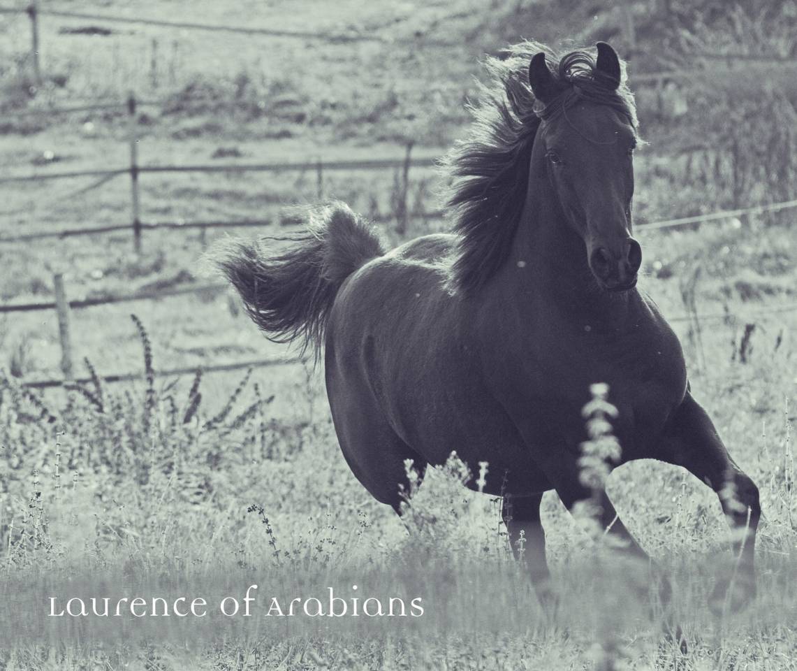 Laurence Of Arabians | Breeding, Horse breeding > Stud farms