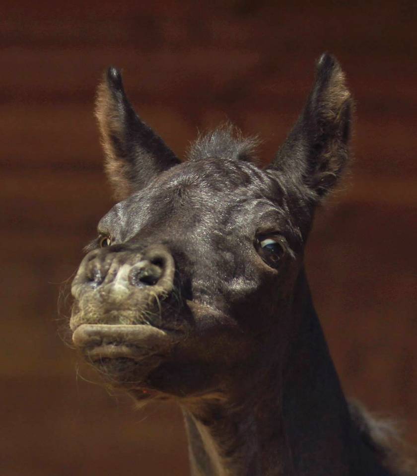 Laurence Of Arabians | Breeding, Horse breeding > Stud farms