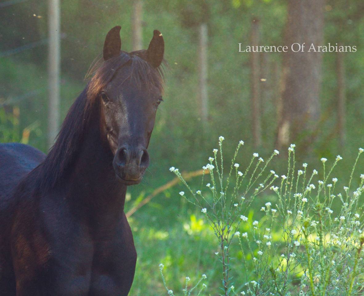 Laurence Of Arabians | Breeding, Horse breeding > Stud farms