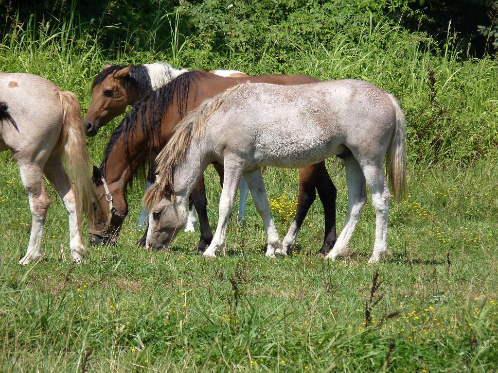Stallion Curly For sale 2014 Coloured