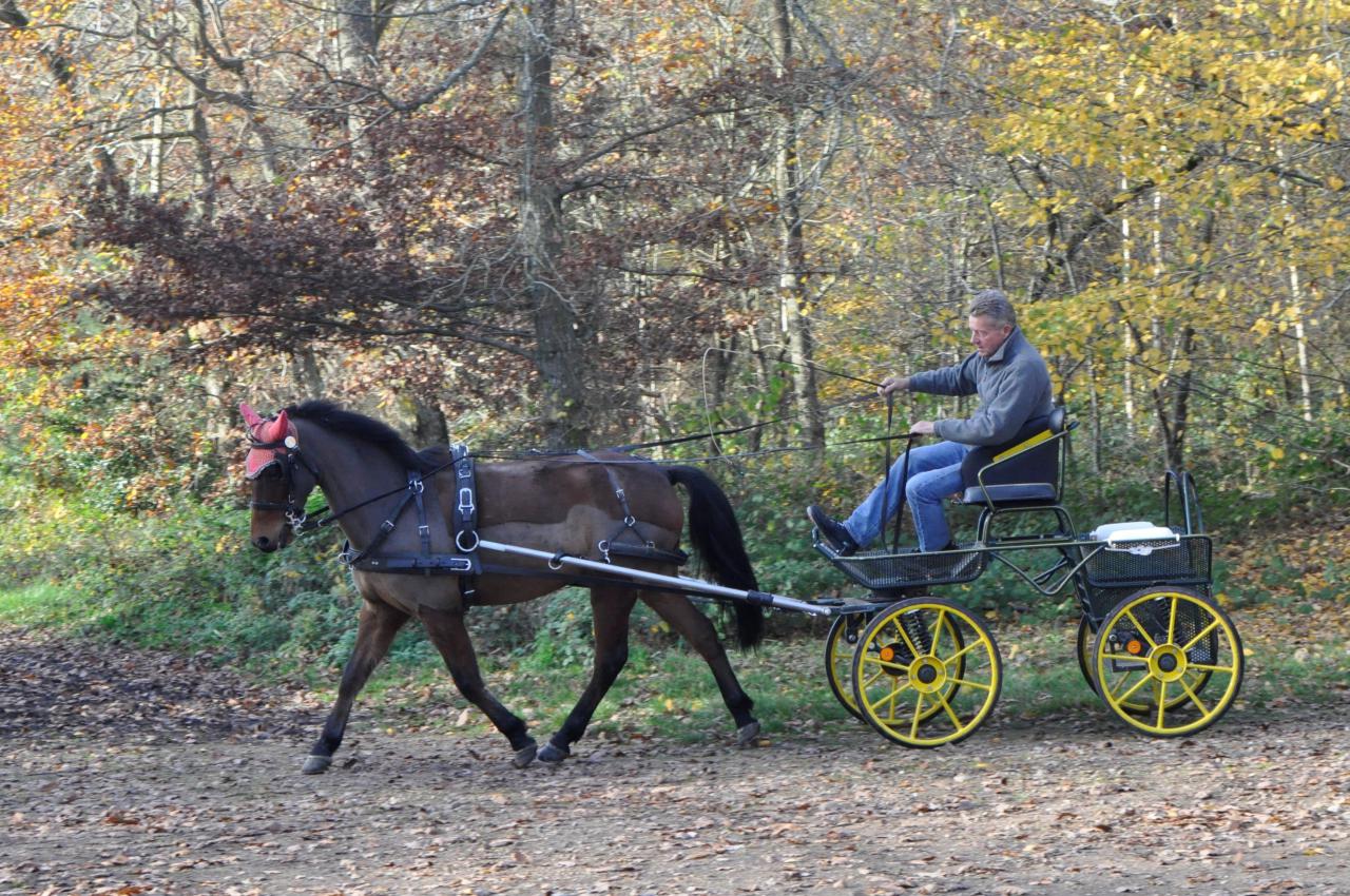 Gelding New Forest For sale 2009 Bay