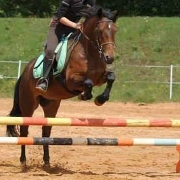 Gelding New Forest For sale 2009 Bay