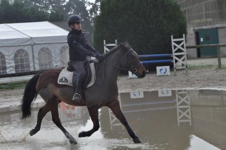 Gelding New Forest For sale 2009 Bay