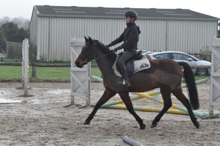 Gelding New Forest For sale 2009 Bay