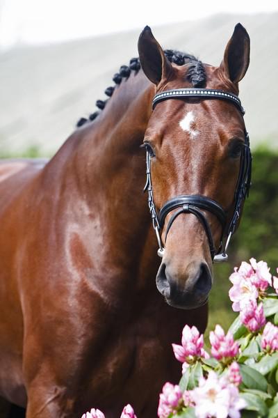 ZZ TOP - KWPN Dutch Warmblood 2004 by Glock's Tango