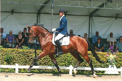 ZZ TOP - KWPN Dutch Warmblood 2004 by Glock's Tango