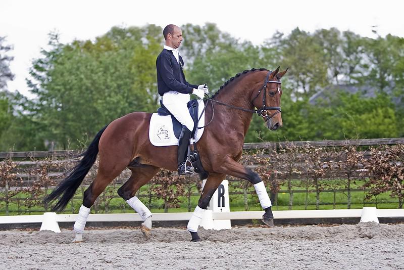 ZZ TOP - KWPN Dutch Warmblood 2004 by Glock's Tango