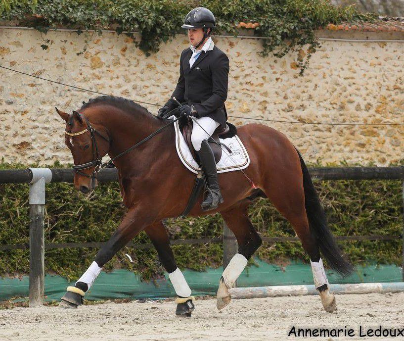 ZZ TOP - KWPN Dutch Warmblood 2004 by Glock's Tango