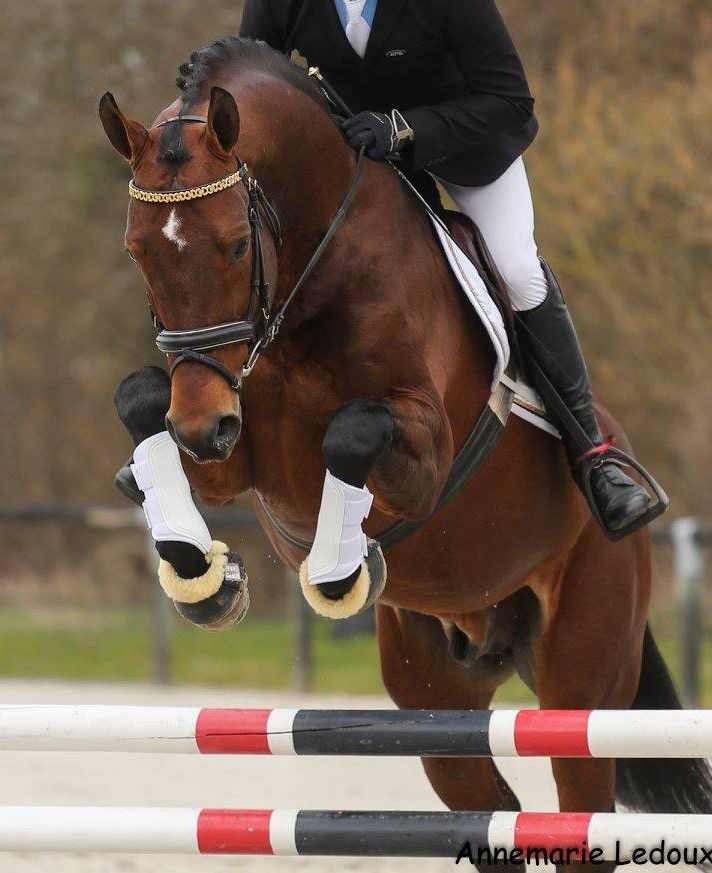 ZZ TOP - KWPN Dutch Warmblood 2004 by Glock's Tango