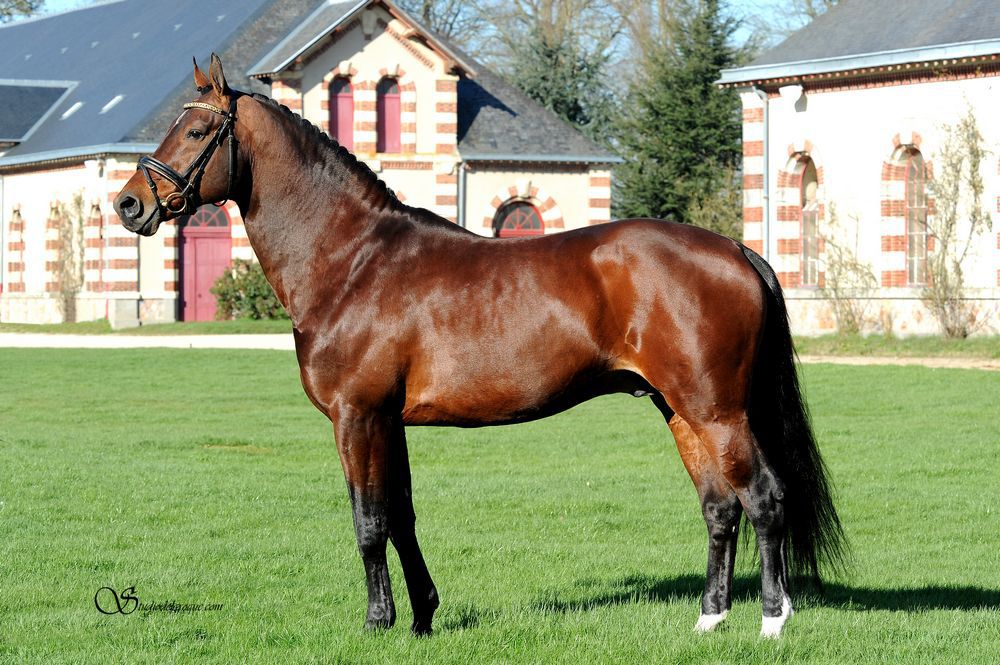 ZZ TOP - KWPN Dutch Warmblood 2004 by Glock's Tango