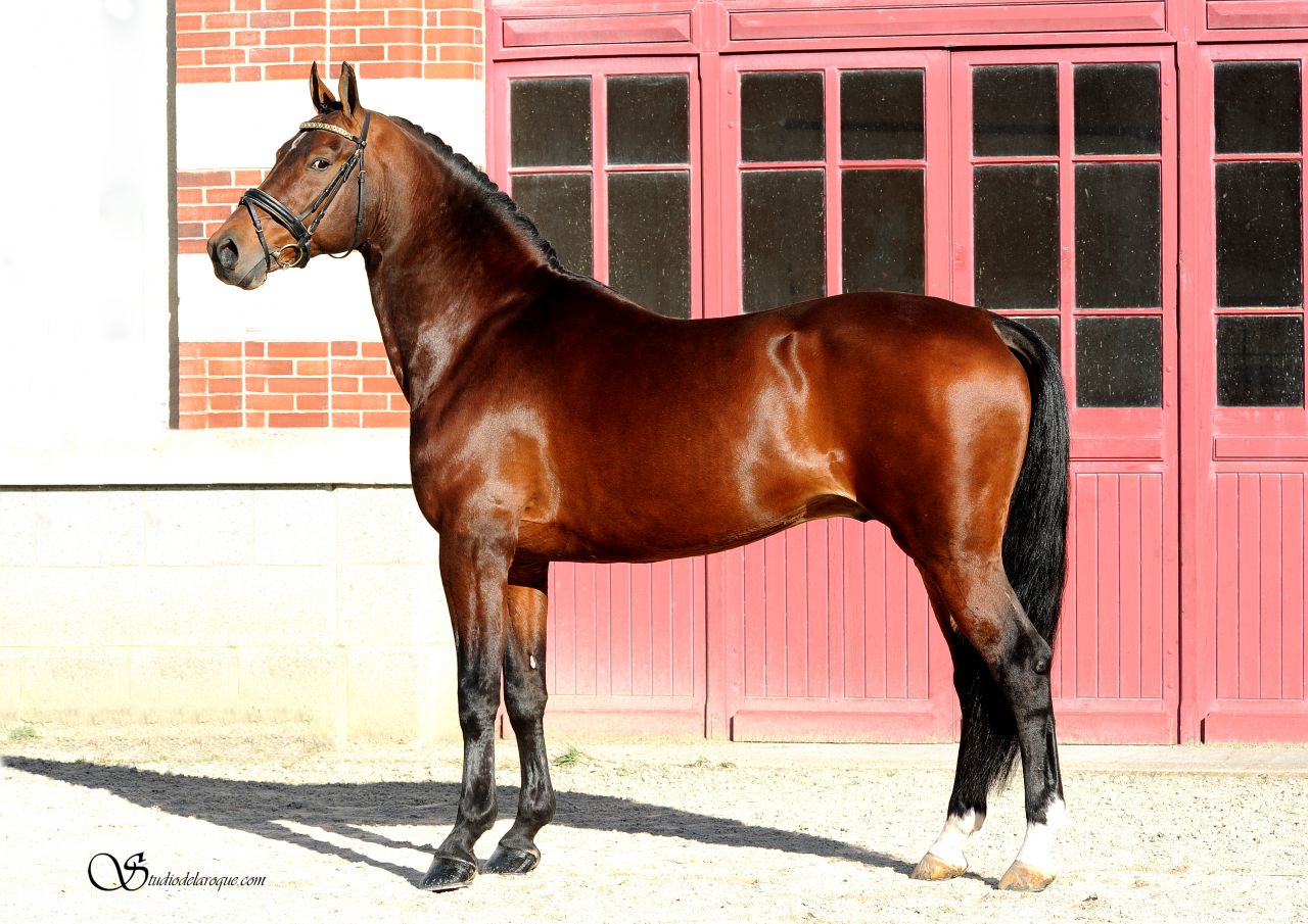 ZZ TOP - KWPN Dutch Warmblood 2004 by Glock's Tango