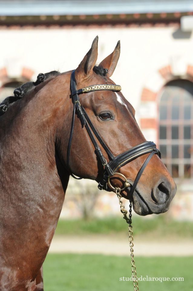 ZZ TOP - KWPN Dutch Warmblood 2004 by Glock's Tango