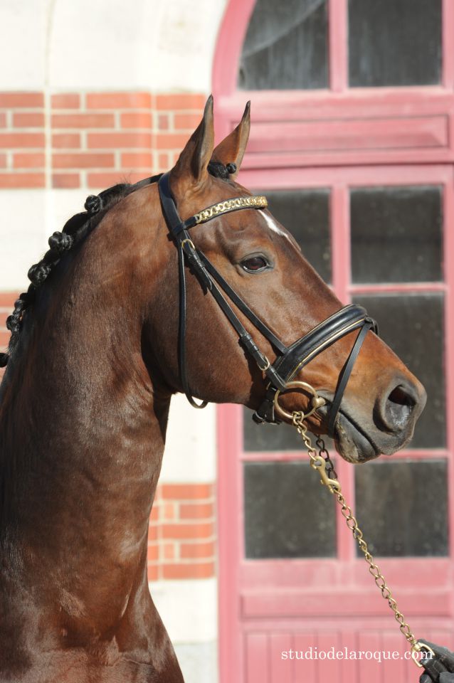 ZZ TOP - KWPN Dutch Warmblood 2004 by Glock's Tango