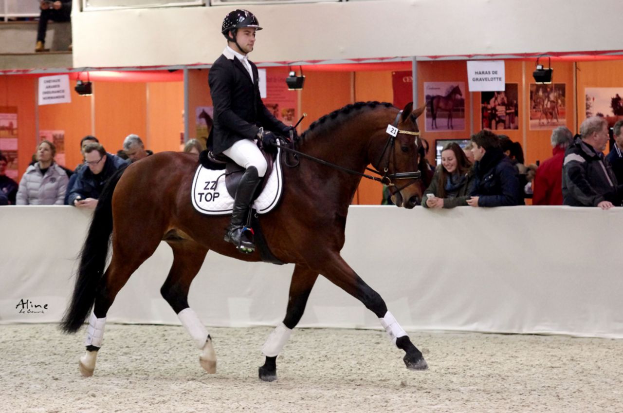 ZZ TOP - KWPN Dutch Warmblood 2004 by Glock's Tango