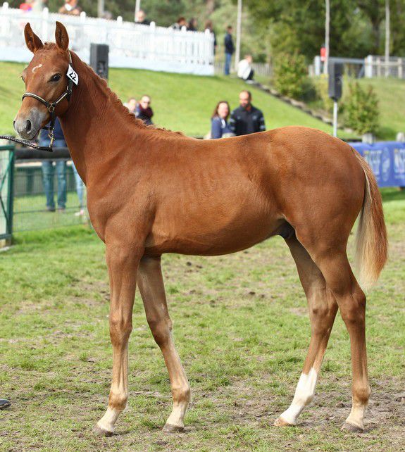 ZZ TOP - KWPN Dutch Warmblood 2004 by Glock's Tango