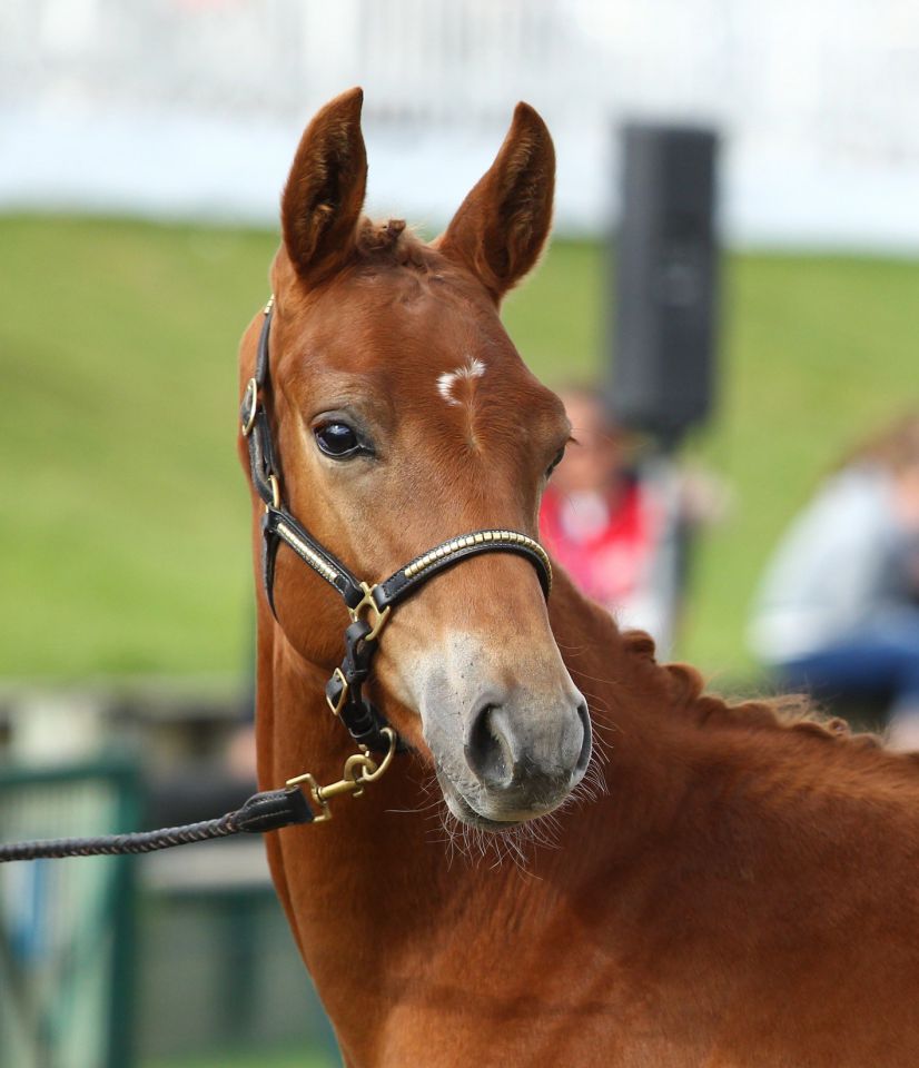 ZZ TOP - KWPN Dutch Warmblood 2004 by Glock's Tango