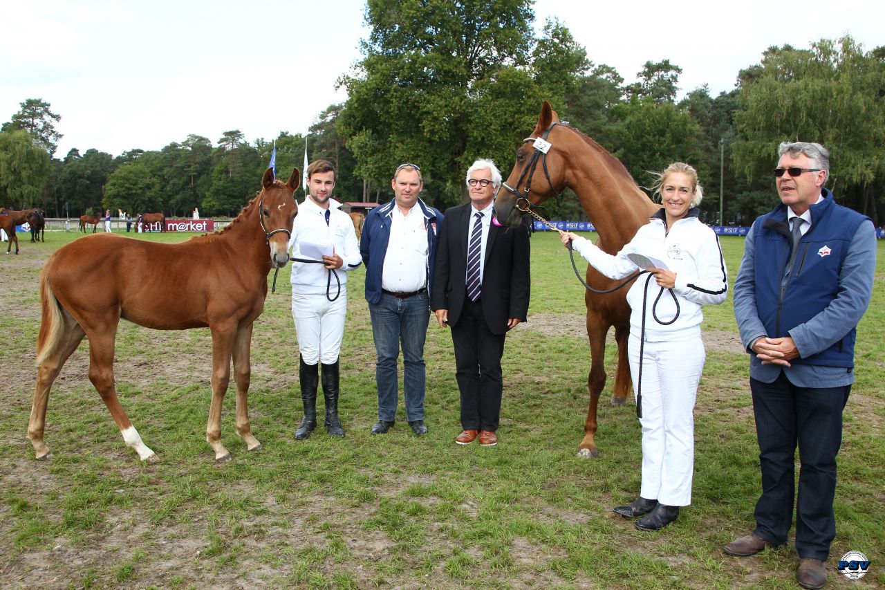 ZZ TOP - KWPN Dutch Warmblood 2004 by Glock's Tango