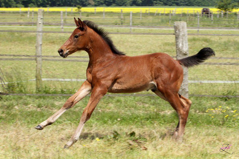 ZZ TOP - KWPN Dutch Warmblood 2004 by Glock's Tango