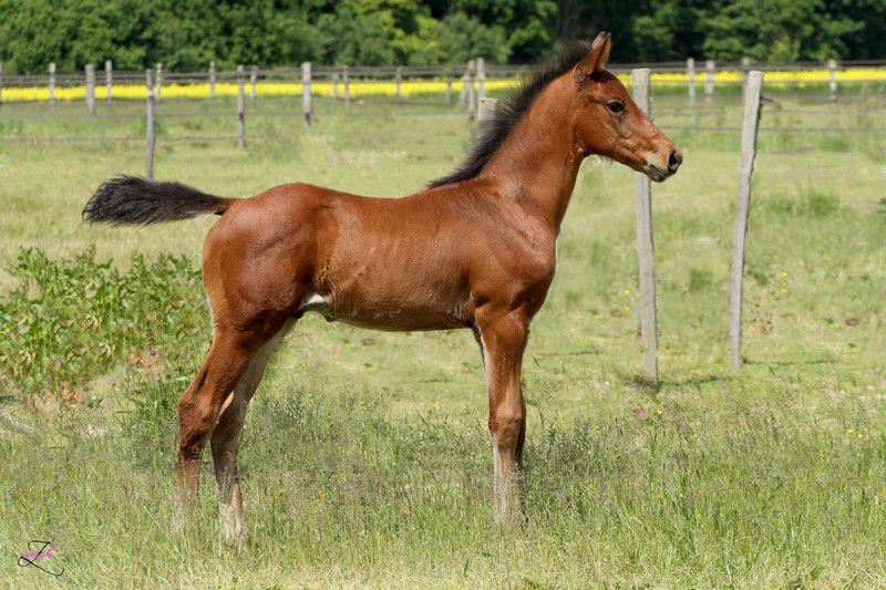 ZZ TOP - KWPN Dutch Warmblood 2004 by Glock's Tango