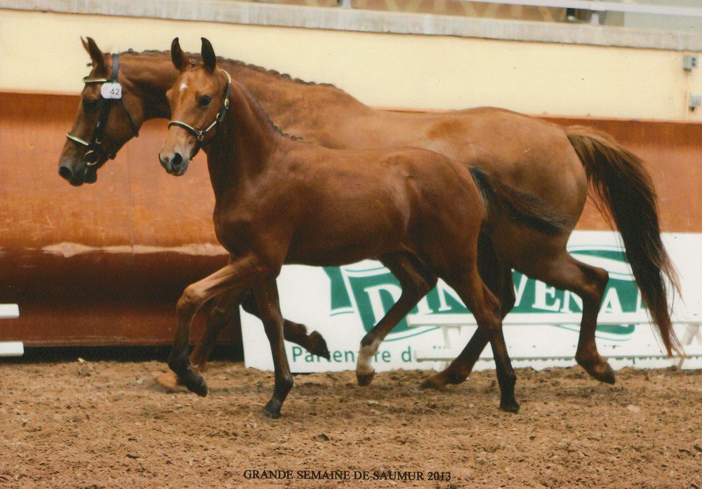 ZZ TOP - KWPN Dutch Warmblood 2004 by Glock's Tango