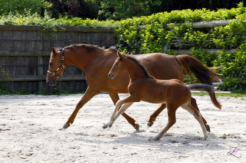 ZZ TOP - KWPN Dutch Warmblood 2004 by Glock's Tango