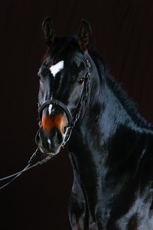 ZZ TOP - KWPN Dutch Warmblood 2004 by Glock's Tango